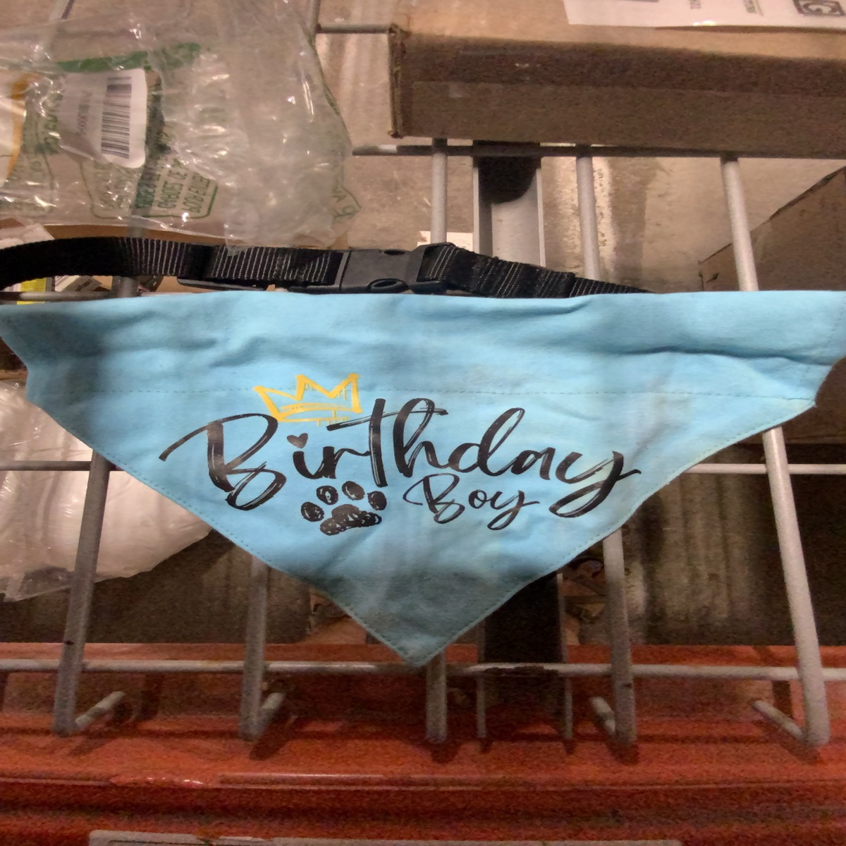 Dog Birthday Bandana, Blue, 'Birthday Boy' Design