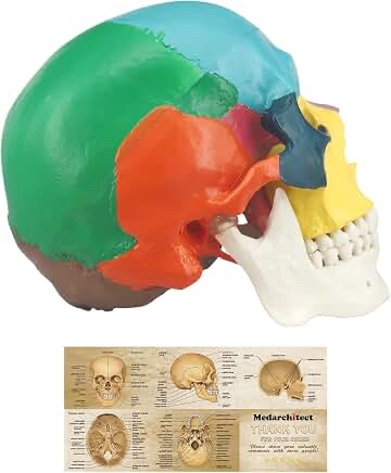 Anatomical Human Skull Model, Multi-Colored Educational Medical Display