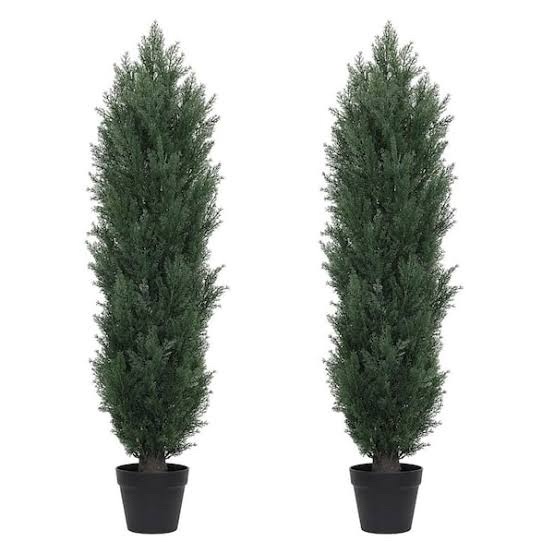 Cedar Tree 2pk 4 Ft