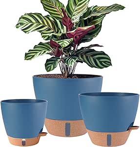 Set of Blue Self-Watering Planters
