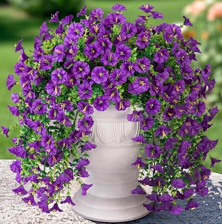 SIMILAR Unbranded Artificial Flowers for Outdoors Fake Morning Glory (Purple) 2-Piece Set