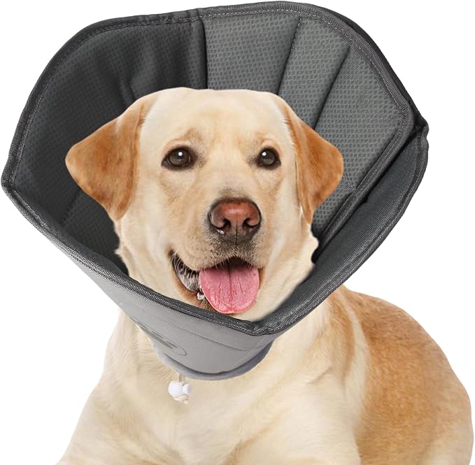 Medium Dog Cone
