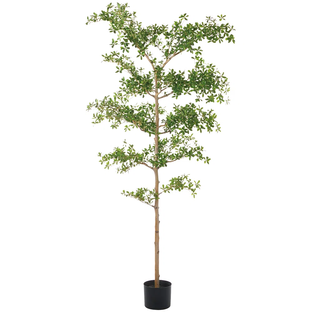 8'shady Lady Tree W/st(P)(Kd)