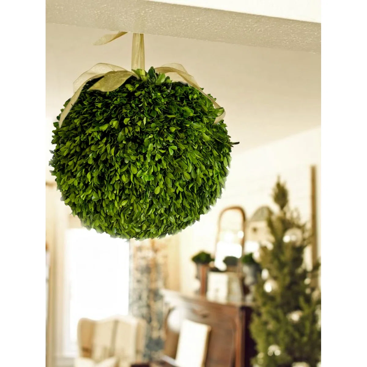Gracie 12" Preserved Boxwood Topiary