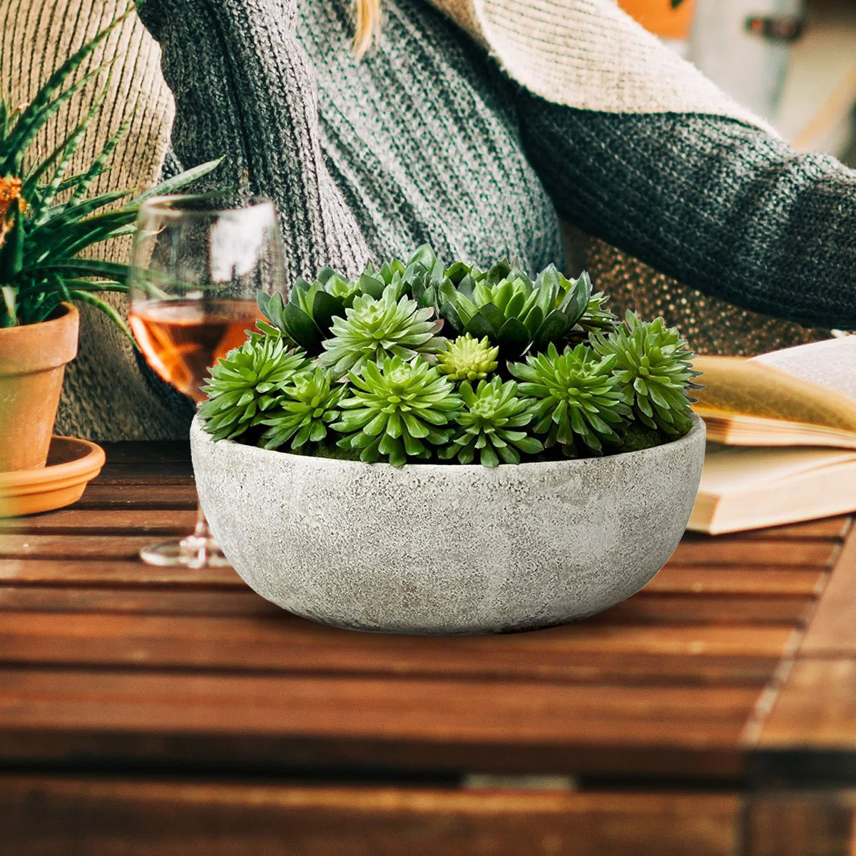Succulent Plant in Pot
